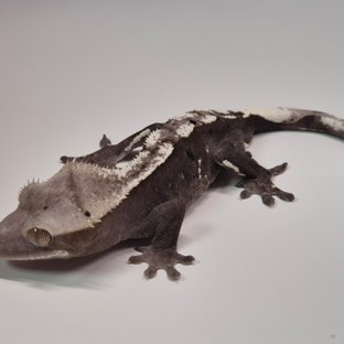머큐리