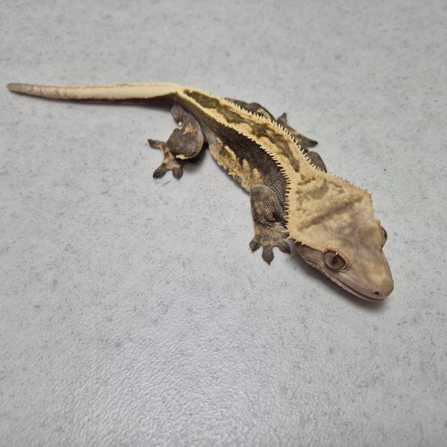 100%헷아잔틱 엠티백 풀핀 오닉스