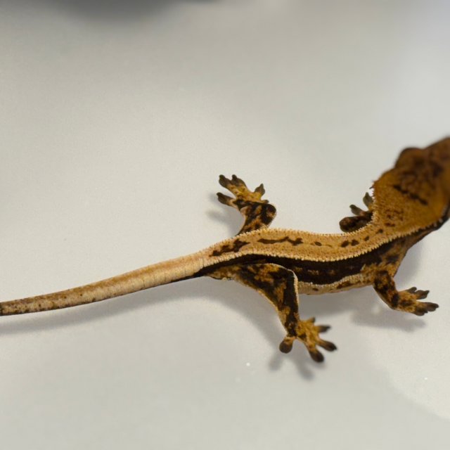 노멀 트라이 풀핀 슈퍼스트라이프 쿼드 다크