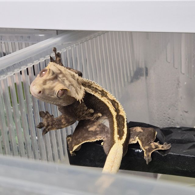 100%헷아잔틱 엠티백 풀핀 오닉스