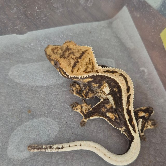 100%헷아잔틱 슈퍼스트라이프 엠티백