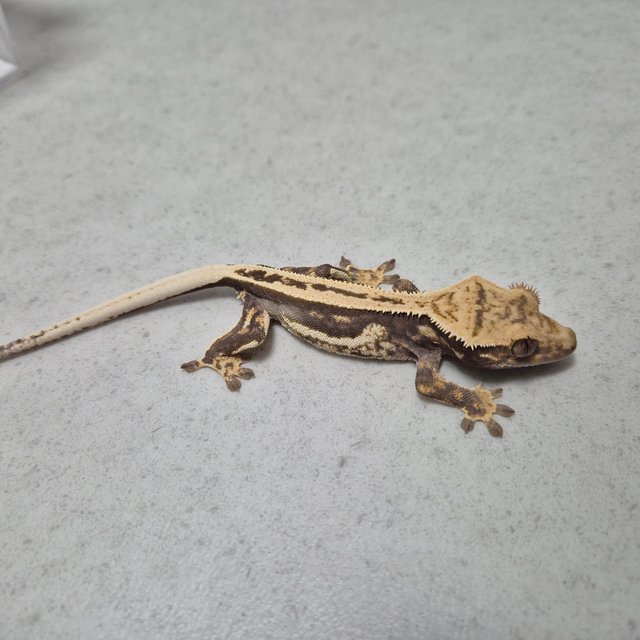 100%헷아잔틱 슈퍼스트라이프 엠티백