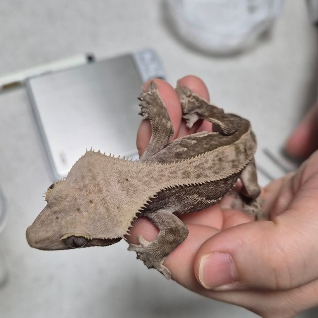 챠콜 알티