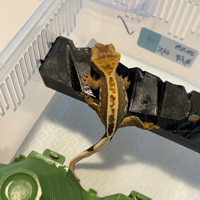 엠티백 슈퍼스트라이프 다크 쿼드 풀핀 오닉스