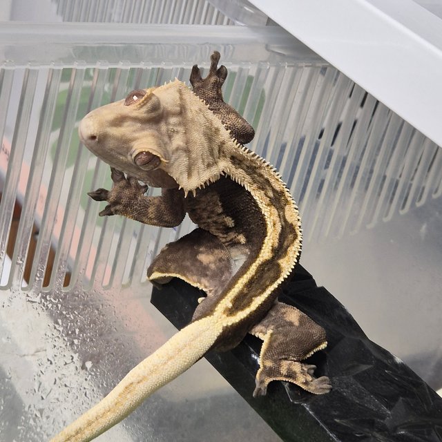 엠티백 슈퍼스트라이프 100%헷아잔틱