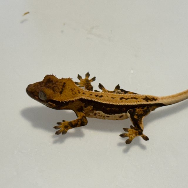 노멀 트라이 풀핀 슈퍼스트라이프 쿼드 다크