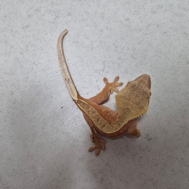 팬텀 레드
