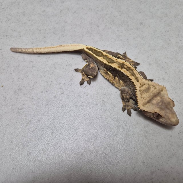 엠티백 슈퍼스트라이프 100%헷아잔틱