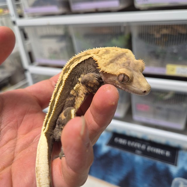 엠티백 슈퍼스트라이프 100%헷아잔틱