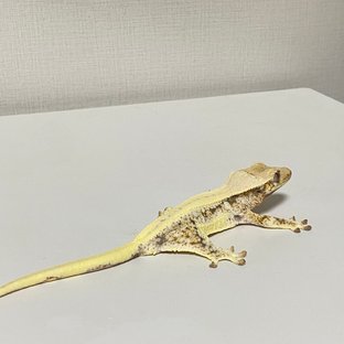 릴리화이트
