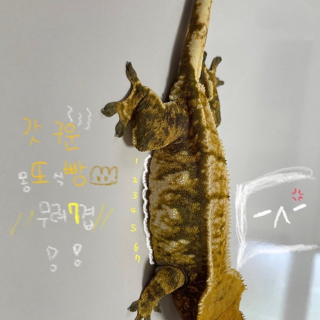 트라이 익스트림할리퀸