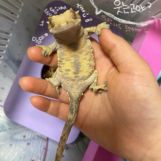 트라이 익스트림할리퀸