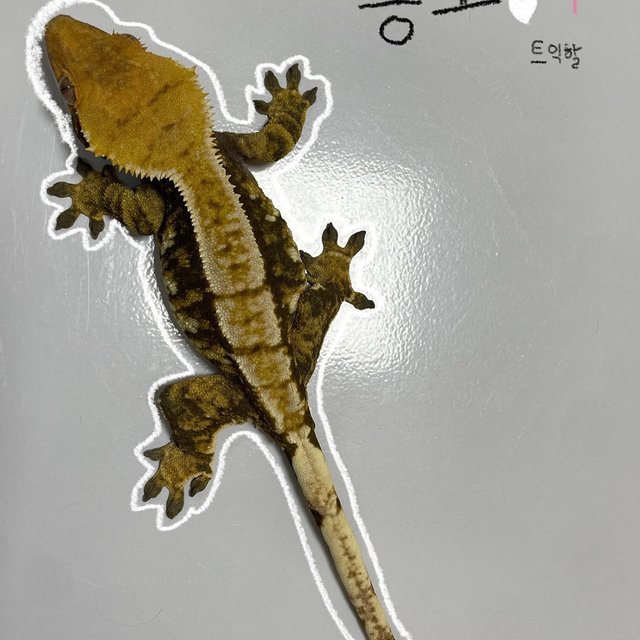 트라이 익스트림할리퀸