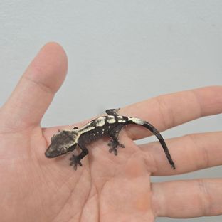 세이블 아잔틱