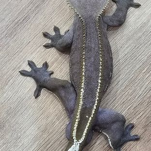 백돌이