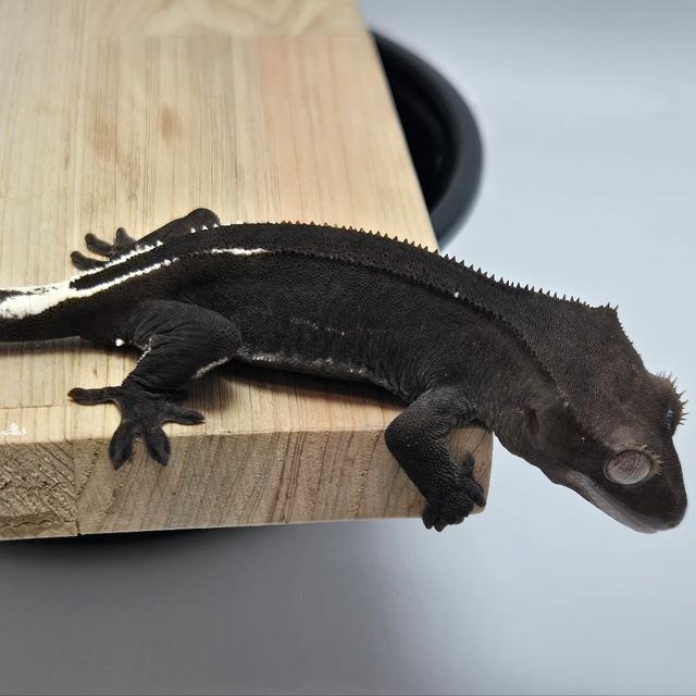 아잔틱
