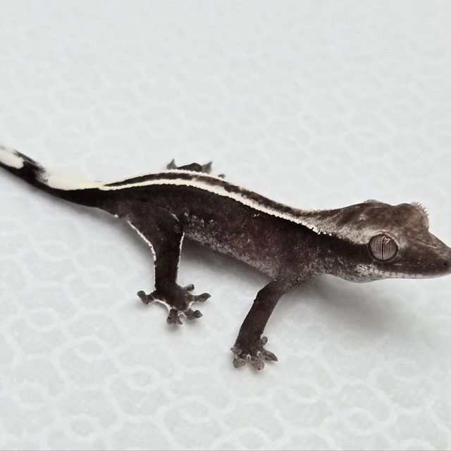아잔틱