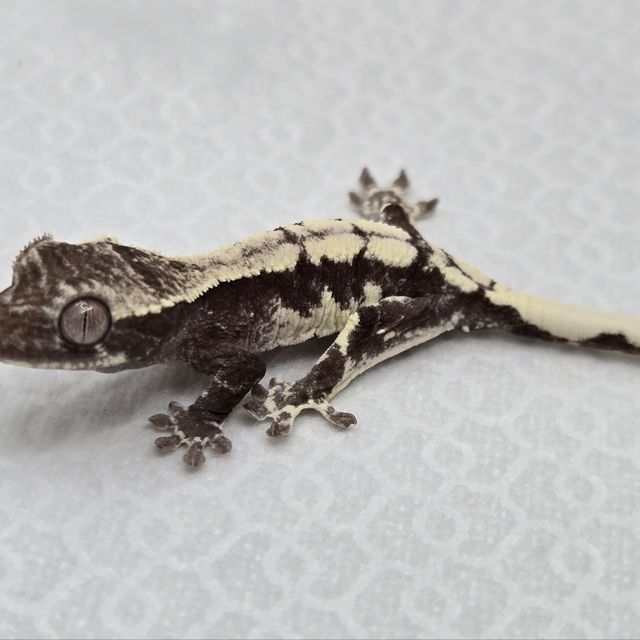 세이블 아잔틱