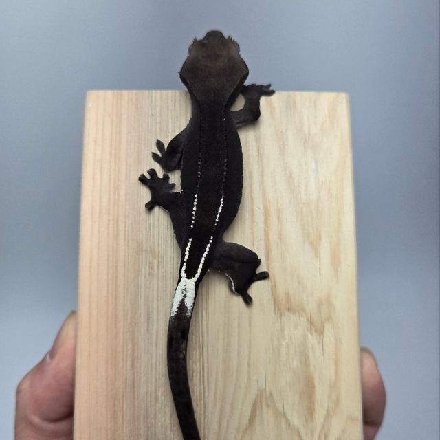 아잔틱