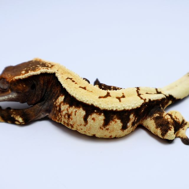 세이블