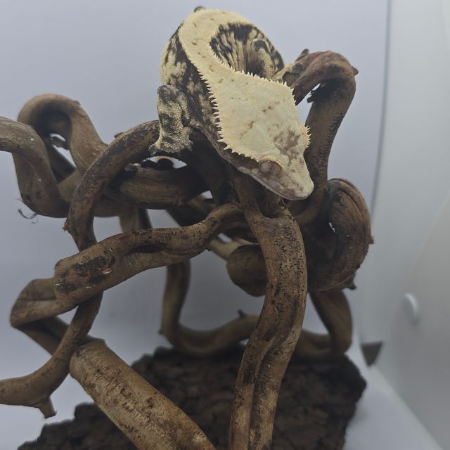 트라이