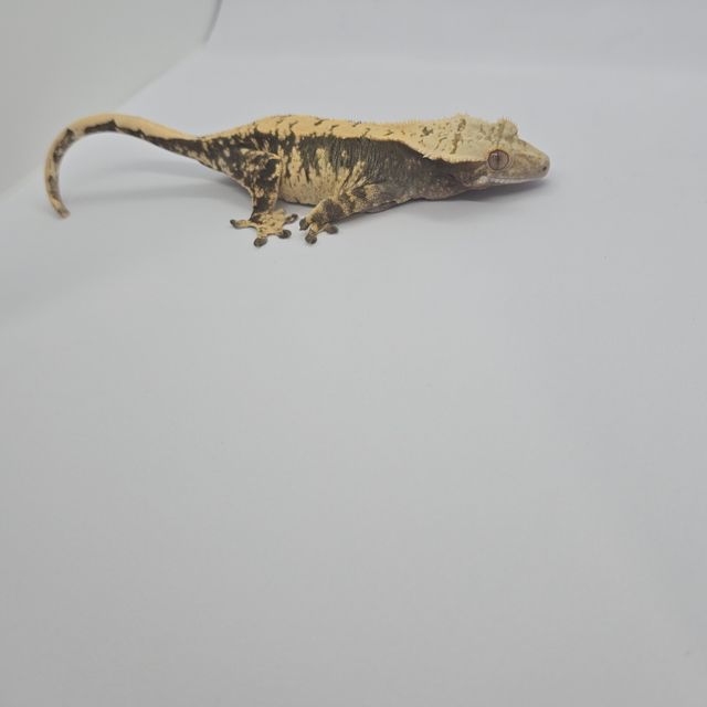 익스트림할리퀸