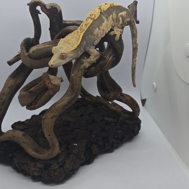 트라이