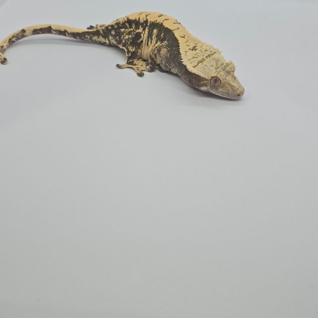 익스트림할리퀸