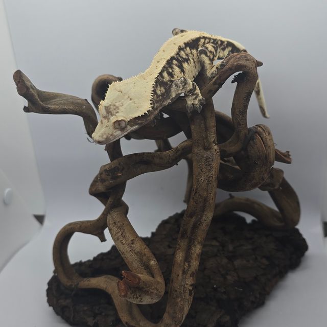 트라이
