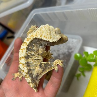 익스트림할리퀸