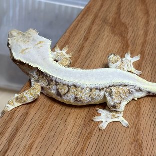 릴리화이트 트라이