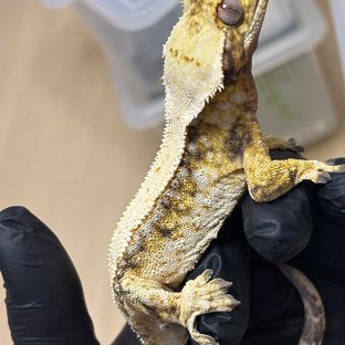 노멀 드리피 화이트스팟