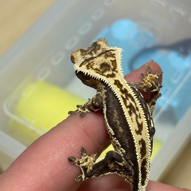 엠티백 슈퍼스트라이프 쿼드