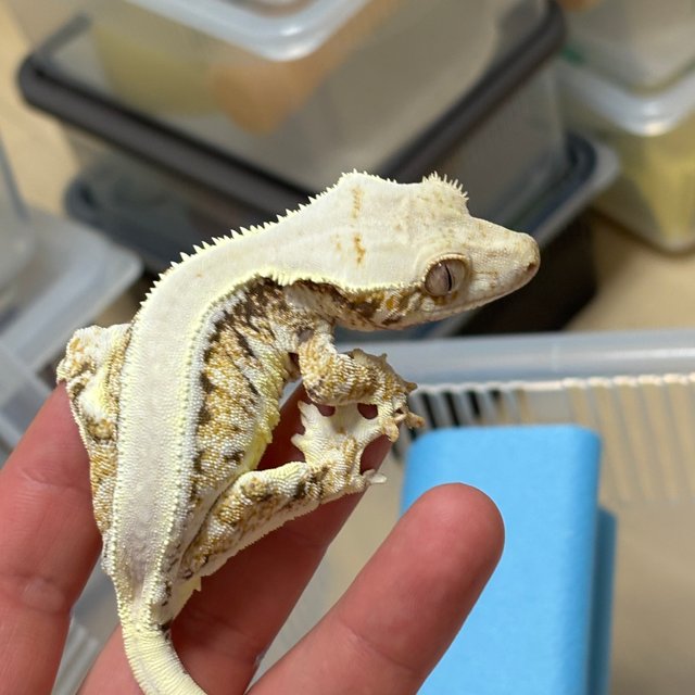 릴리화이트 트라이