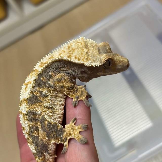 익스트림할리퀸 화이트핀