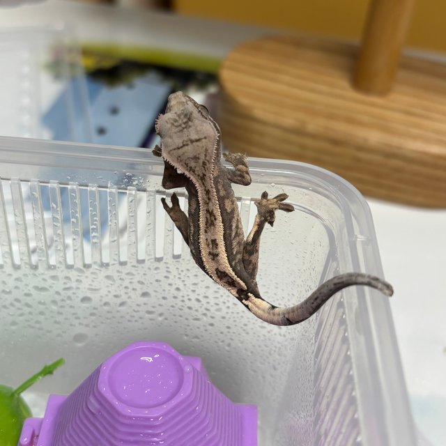 100%헷아잔틱 세이블