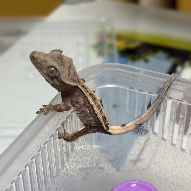 100%헷아잔틱 세이블