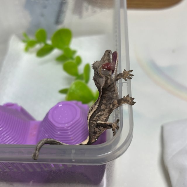 100%헷아잔틱 세이블