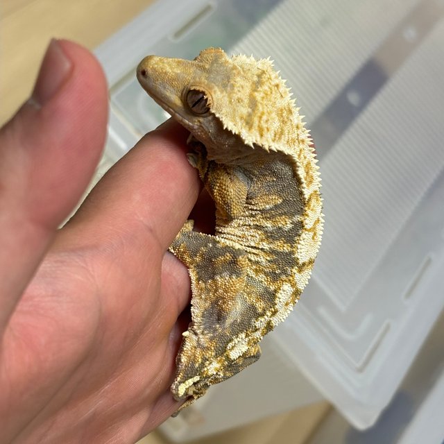 익스트림할리퀸 화이트핀