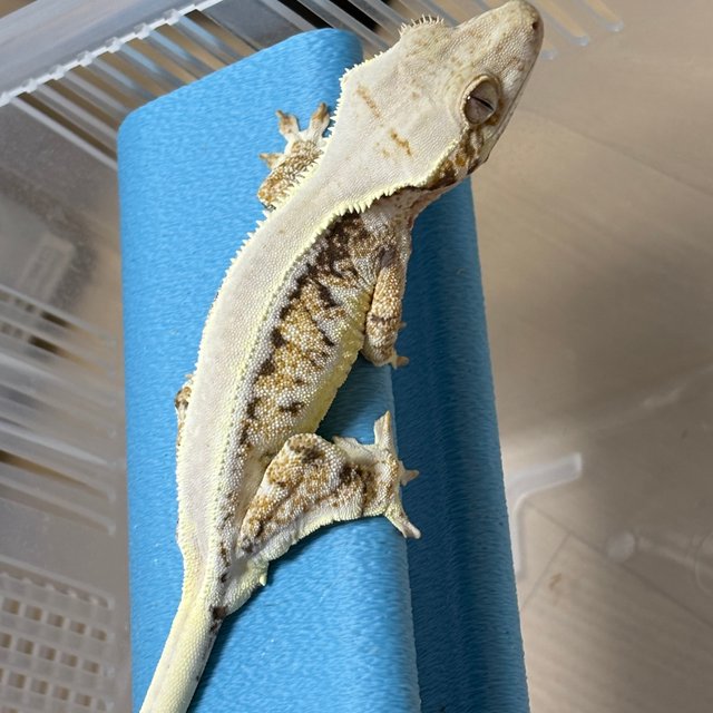 릴리화이트 트라이