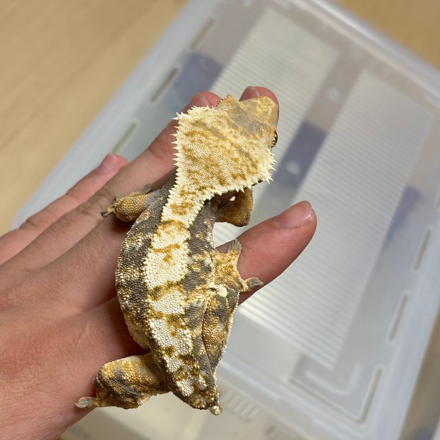 익스트림할리퀸 화이트핀