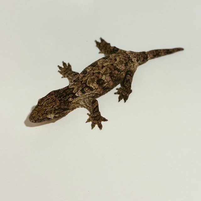 하이 컬러 트루 컬러