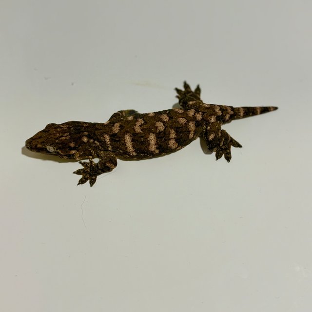 하이 컬러 트루 컬러