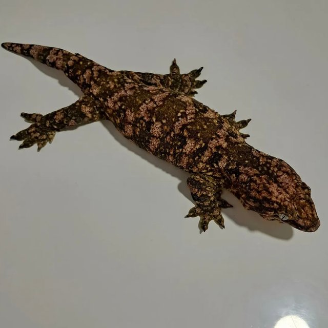 하이 컬러 트루 컬러