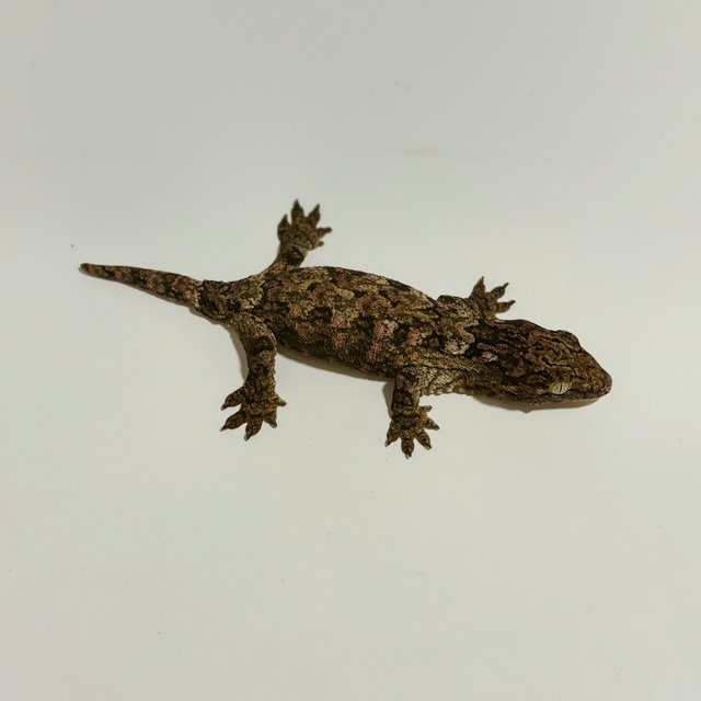 하이 컬러 트루 컬러