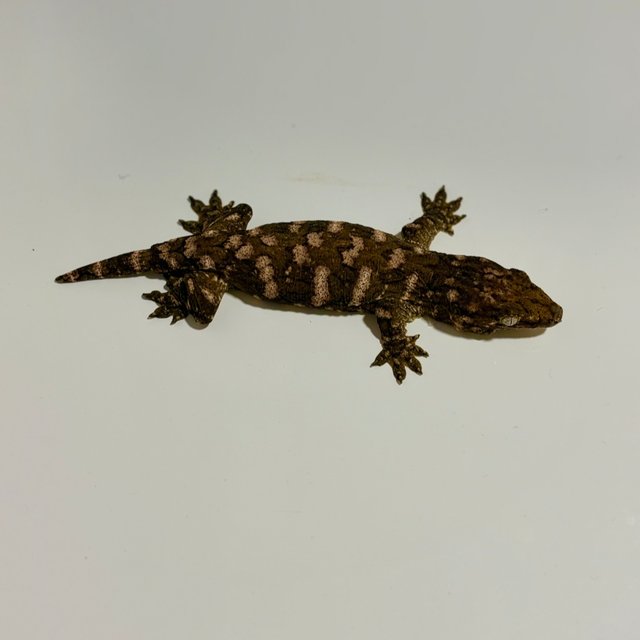 하이 컬러 트루 컬러