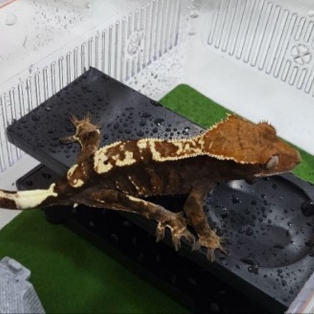 카푸치노