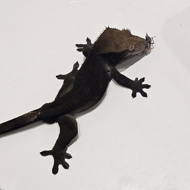 패턴리스 챠콜 알티