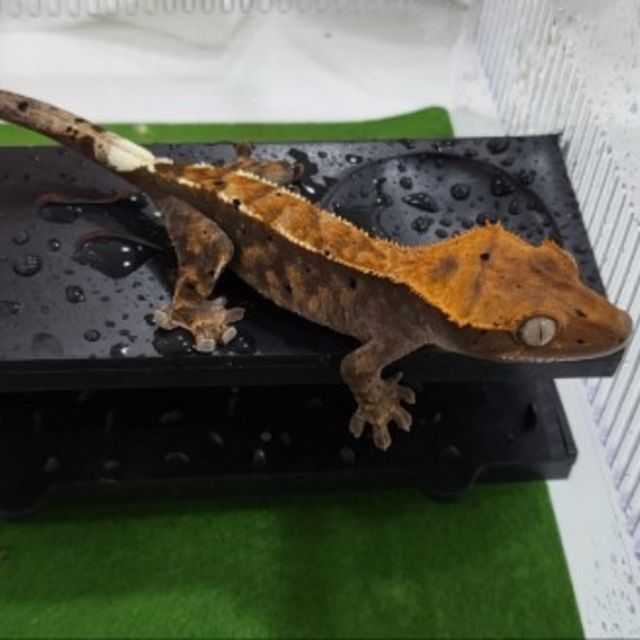 카푸치노