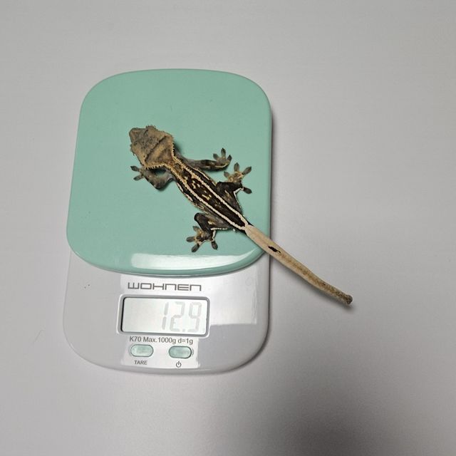엠티백 쿼드 풀핀